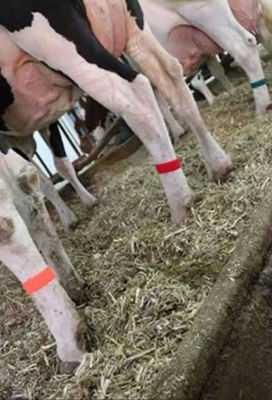 Cow Lag Hook Loop Velcro Band con disegno di presa automatica e vari colori