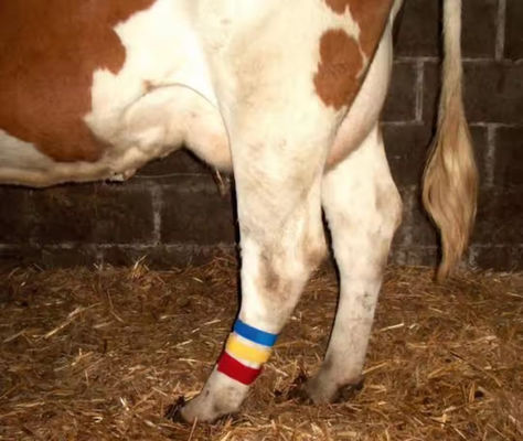 Cow Lag Hook Loop Velcro Band con disegno di presa automatica e vari colori